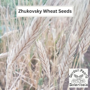 May include: Close-up of a field of wheat stalks with white and brown grains. The text "Zhukovsky Wheat Seeds" is at the top of the image. The text "Garden Faerie Botanicals" is at the bottom of the image.