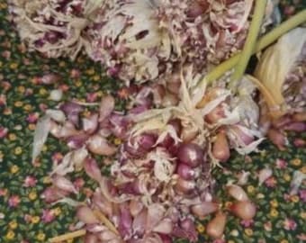 Siberian Garlic Bulbils: Organically Grown Hardneck, Cold-Hardy