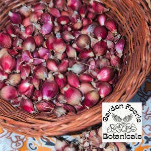 Peut inclure: Un panier en osier rempli de nombreux petits bulbes rouge-violet. Les bulbes sont densément tassés, certains affichant une teinte plus claire, presque translucide. Le panier est brun et l'image comprend un logo qui dit "Garden Faerie Botanicals."