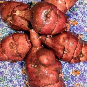 May include: A close-up shot of several reddish-brown Jerusalem artichokes, or sunchokes, with textured skin. The tubers are arranged on floral fabric, highlighting their irregular shapes and earthy tones. These root vegetables are a culinary ingredient.