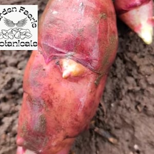 May include: A close-up shot of a reddish-purple botanical specimen, possibly a root or bulb, with a pale yellow tip. The image is set against a backdrop of dark soil. The text "Garden Faerie Botanicals" is in the upper left corner.