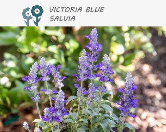 Victoria Blue Salvia - 100 Seeds - Blue Mealycup Sage Herb Seeds, Non-GMO, Heirloom, Medicinal, Flower Garden, Pollinator, Seed Packets