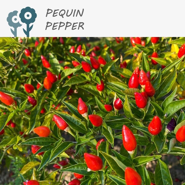 Pequin Hot Pepper - 20 Seeds - Bird Pepper, Compact Vegetable Seeds, Non-GMO, Heirloom, Spicy, Culinary, Ornamental, Seed Packets