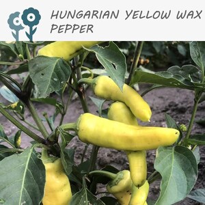 Hungarian Yellow Wax Hot Pepper - 50 Seeds - Vegetable Seeds, Non-GMO, Heirloom, Spicy, Culinary, Seed Packets
