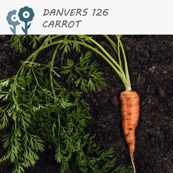 Danvers 126 Carrot - 200 Seeds - Half Long Carrot, Vegetable Seeds, Non-GMO, Heirloom, Culinary, Seed Packets