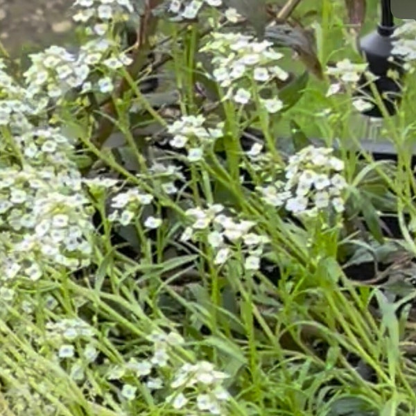 Alyssum – Sweet Tall White Live plant 4 inch pot