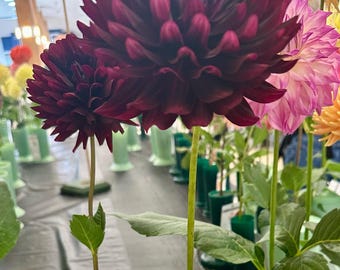 Hollyhill Black Beauty Dahlia Tuber