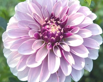 Salish Twilight Girl Dahlia Tuber