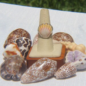 May include: A ring featuring a natural scallop shell with a gradient of white, yellow, and soft pink hues, set in a metallic band. The ring is displayed on a beige cone-shaped holder mounted on a square wooden base, surrounded by various seashells.