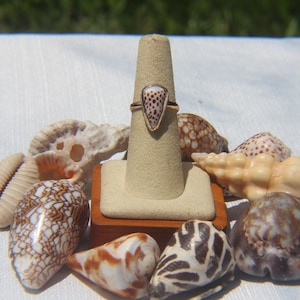 May include: A ring featuring a triangular shell inlay with brown spots on a metallic band, displayed on a beige cone-shaped stand surrounded by various natural seashells including spotted, striped, and textured varieties in shades of brown and cream.