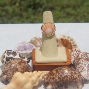May include: A gold ring featuring a natural scallop shell centrepiece with soft pink and white radial ridges. The ring is displayed on a beige cone-shaped stand, surrounded by a collection of various patterned seashells in shades of brown and cream.