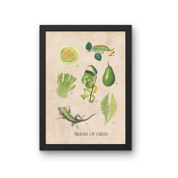 Shades of Green Illustration Unframed Poster Print, Vintage Style Wall Art Decor, Ephemera Encyclopaedia, Natural Botanical Scientific