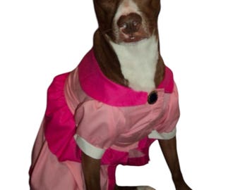 May include: A brown and white dog wearing a pink dress with a white collar and a black button. The dog is sitting on a white background.
