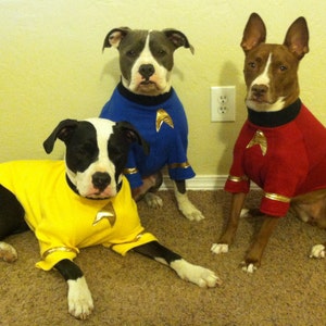 May include: Three dogs wearing Star Trek themed costumes. The dog on the left is wearing a yellow costume with a gold star, the dog in the middle is wearing a blue costume with a gold star, and the dog on the right is wearing a red costume with a gold star.
