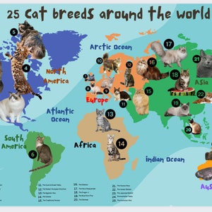 Mapa mundial de razas de gatos alrededor del mundo/ Diferentes razas de gatos en el mundo/ Razas de gatos del mundo/ Mapa mundial de gatos/ Mapa de gatos/Mapa de gatos