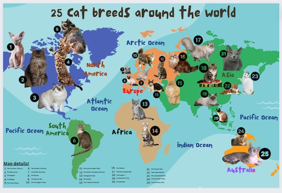 World Map of Cat Breeds Around the World/ Different Cat Breeds in