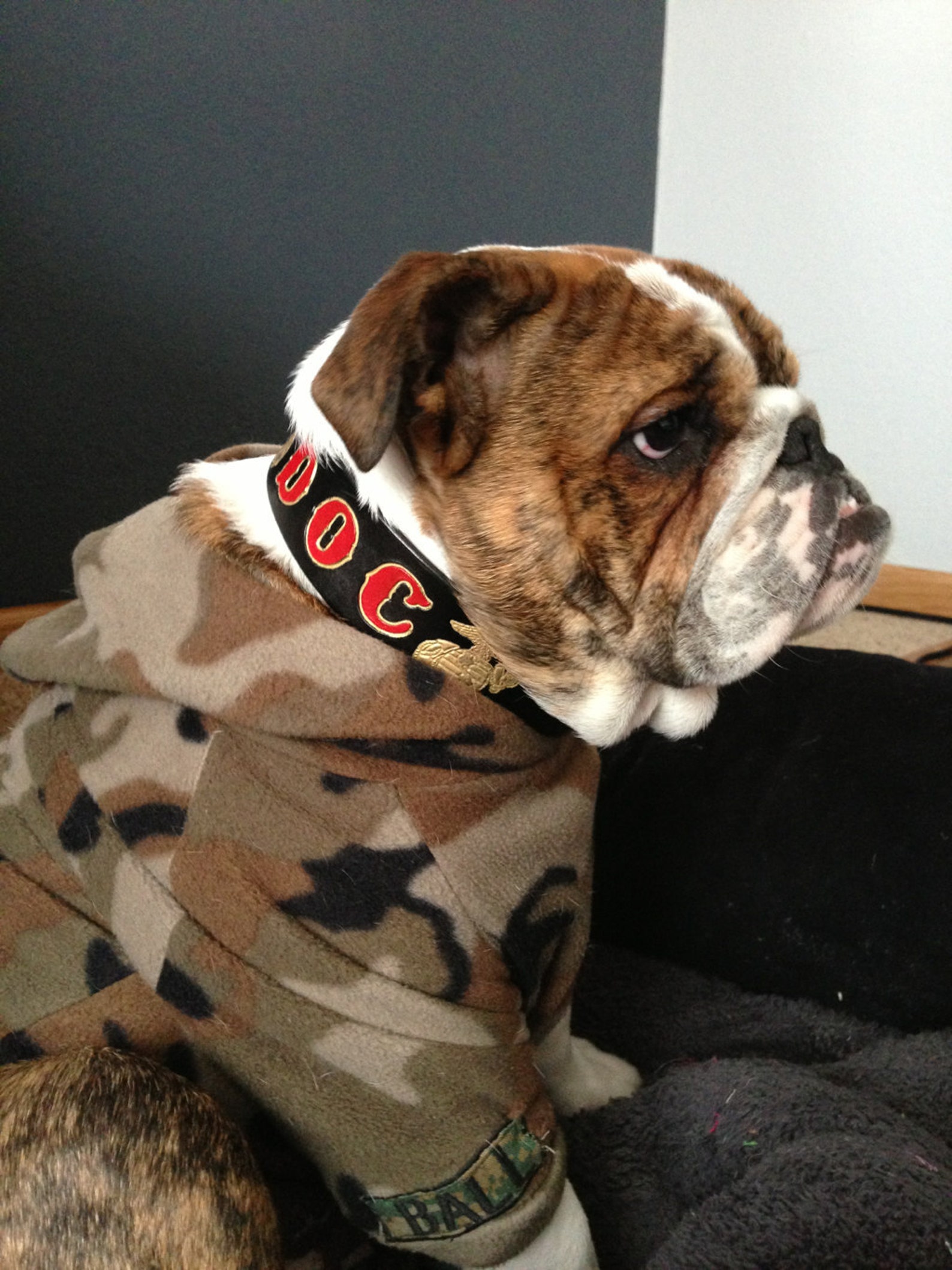 Marine Corps Dog Collar USMC Dog Collars Black Collar | Etsy