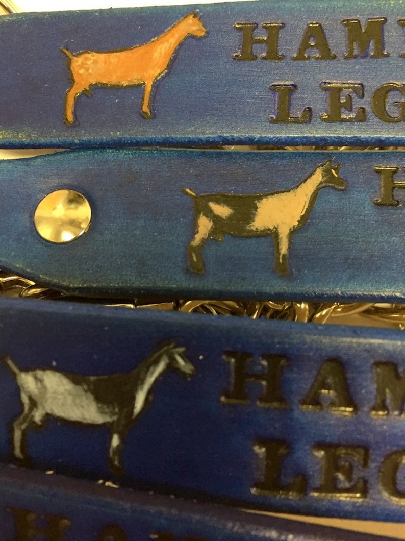 Pu&ograve; includere: Quattro cinturini in pelle blu con bottoni a pressione in metallo dorato. Ogni cinturino ha una silhouette di capra in bianco e nero e il testo "HAMPSHIRE LEGACY" stampato in nero.
