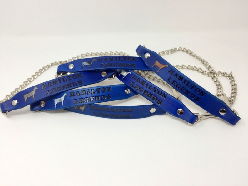 Pu&ograve; includere: Quattro cinturini per halter in pelle blu con fibbie argentate e una catena argentata. Ogni cinturino ha il testo "Hamilton Legends" e una piccola silhouette di un cavallo.