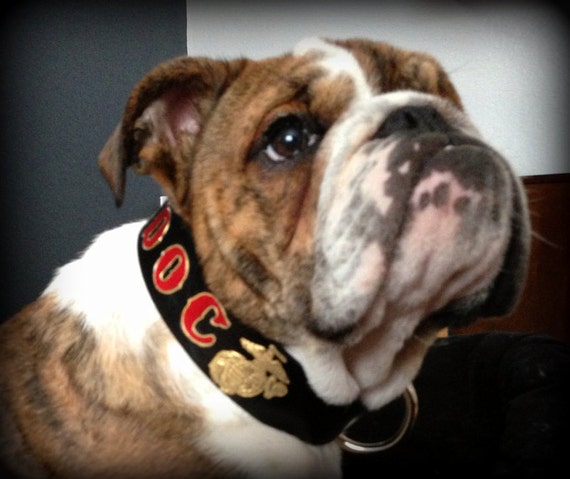 usmc dog collar