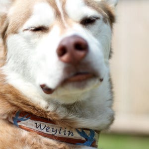 Hundehalsband aus Leder: Handgefertigtes Tattoo Schwalbe