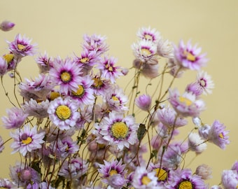 Dried Rhodanthe Flower Bunch