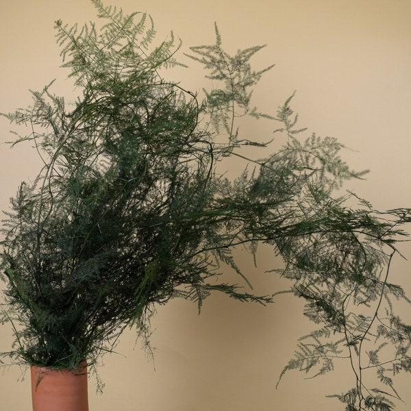 Preserved Asparagus Fern