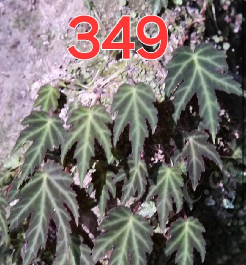 Rare begonias - Etsy 日本