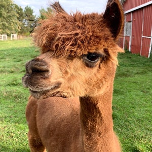 Brown Alpaca and Corriedale Sheep Yarn image 7