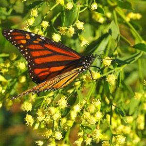Imagen digital de la mariposa monarca