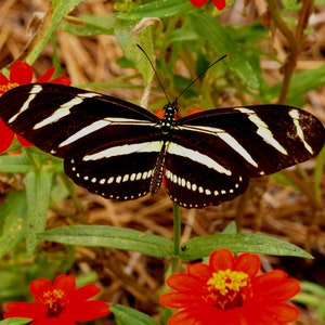 Puede incluir: Una mariposa cebra negra y blanca con las alas extendidas, posada sobre una flor roja con centro amarillo. La mariposa está rodeada de follaje verde y paja marrón.