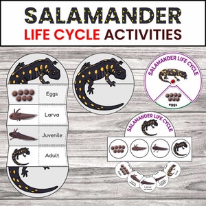 Salamander Life Cycle Activities | Homeschool Printable | Foldable Science Craft | Life Cycle of a Salamander Craft | Digital Download