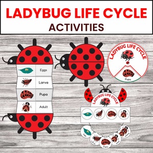 Attività sul ciclo di vita delle coccinelle / Stampabile per la scuola domestica / Artigianato scientifico pieghevole / Ciclo di vita di una coccinella / Download digitale