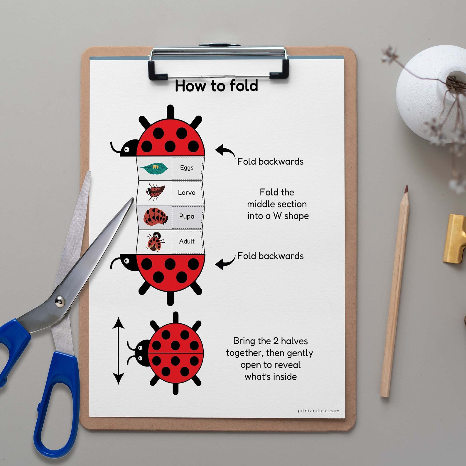 Ladybug Life Cycle Activities | Homeschool Printable | Foldable Science ...