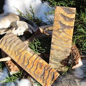 May include: Two pieces of natural, tiger striped, bone blanks for knife handles. The blanks are a light brown color with darker brown stripes. They are sitting on a white fur surface with green foliage.