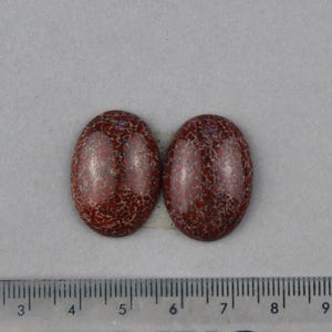 Puede incluir: Dos piedras ovaladas pulidas, de color marrón rojizo con una red de vetas más claras. Se muestran sobre una superficie gris, junto a una regla, lo que sugiere una medición o comparación.