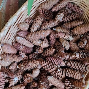 PINE CONES small size   Herb and Flower Bunches