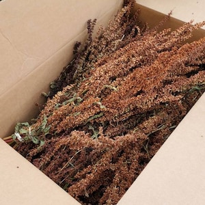 DOCK wholesale box 10 bunches  DRiED Flowers    all natural whole box