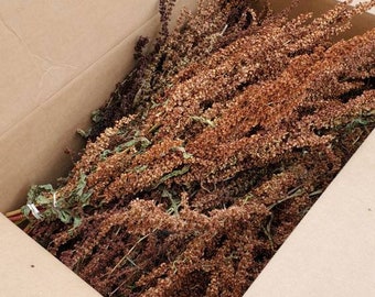 DOCK wholesale box 10 bunches  DRiED Flowers    all natural whole box