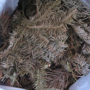 EVERGREEN naturally DRiED aromatic pine and balsam BAGS image 7