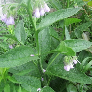May include: A close-up of a comfrey plant with large, textured green leaves and clusters of small, bell-shaped, pale purple flowers. The plant is surrounded by other green foliage.