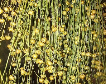 FLAX   DRiED Flowers    all natural seed pods on stems