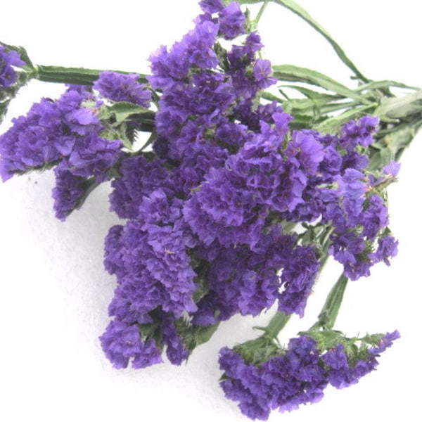 PURPLE or WHITE solid color STATICE naturally DRiED Flower  Bunches