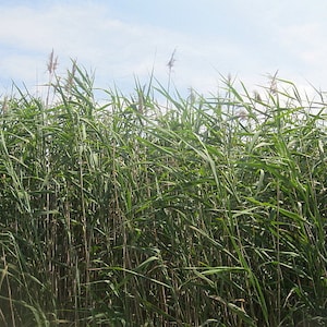 Wholesale box REED GRASS Large Plumes naturally DRiED FLOWER 10 Bunches