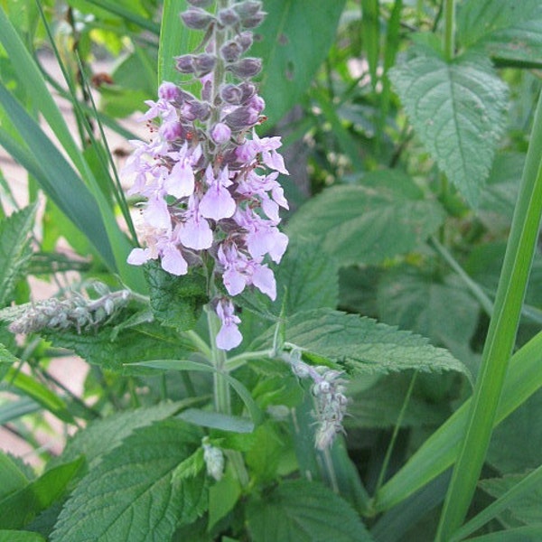 WOOD SAGE  naturally DRiED herb  Stem BUNCHES