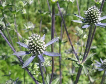 SEA HOLLY  naturally DRiED FLOWER  Bunches