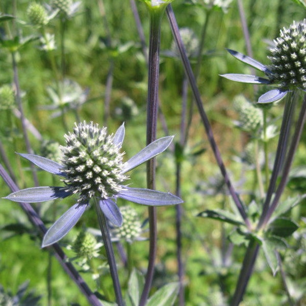 SEA HOLLY  naturally DRiED FLOWER  Bunches