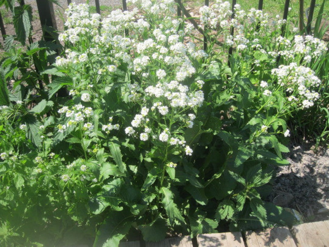 HORSERADISH Naturally Dried Flower and Leaf STEMS BUNCHES Etsy