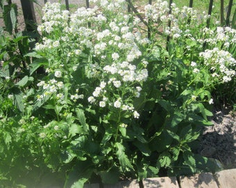 HORSERADISH naturally DRiED flower and leaf  STEMS BUNCHES