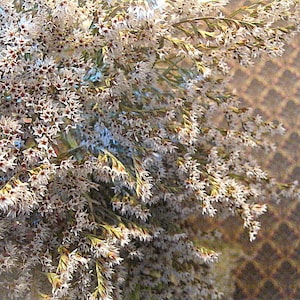 May include: Close-up of a bouquet of dried white flowers with tiny star-shaped blooms and brown centers. The flowers have delicate green stems and are arranged in a dense cluster. The background is a blurred, textured surface.